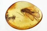 Detailed Fossil Caddisfly (Trichoptera) In Baltic Amber #330712-1